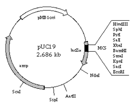 1945_Alkaline Phosphate treatment.png